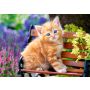 Puzzle Castorland 500el Rudy kotek - 3